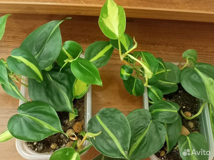 Филодендрон лиана