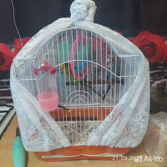 Волнистый попугай