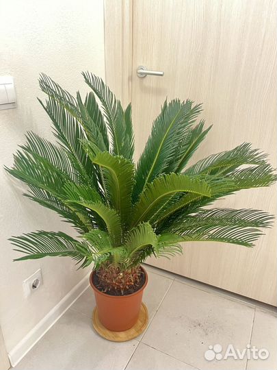 Цикас до 100 см Древнее растение для дома