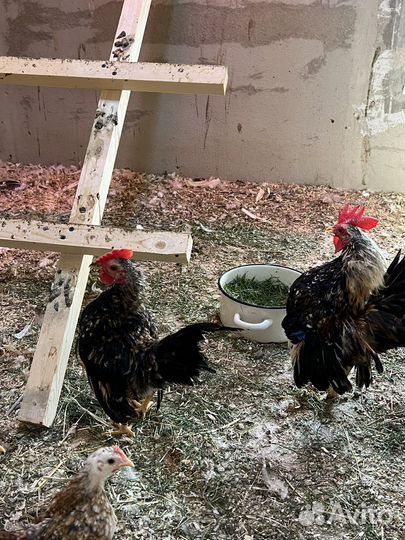 Малазийская серама петушки