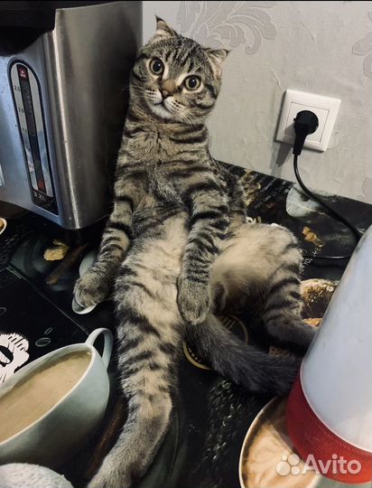 Кот в добрые руки