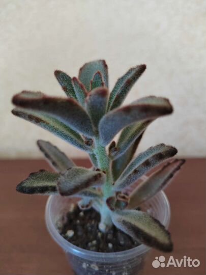 Каланхоэ войлочное