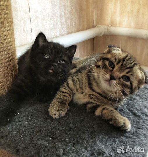 Шотландские котята