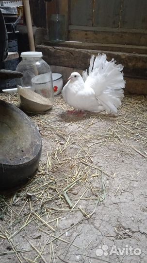 Продам голубей павлины