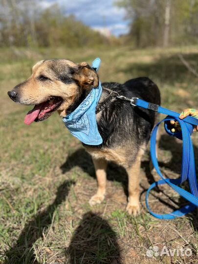 Спокойная собака - улыбака ищет дом