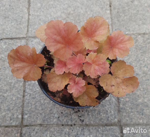 Гейхеры и другие многолетние растения для сада