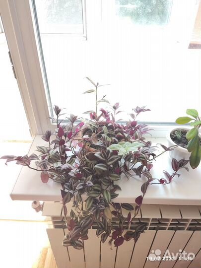 Традесканция зебрина