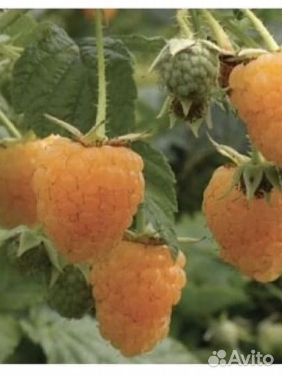 Желтая ремонтантная малина