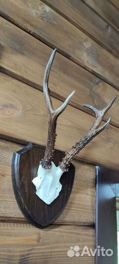 Рога косули