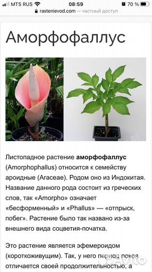 Аморфофаллус