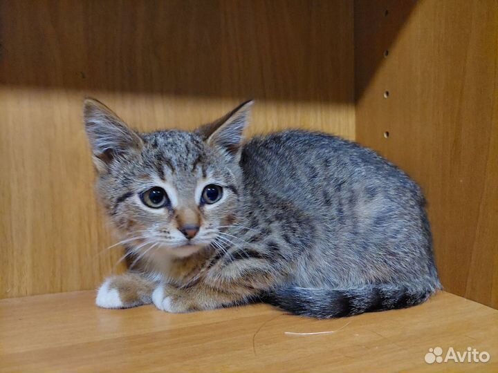 Котенок девочка Мира 2 месяца