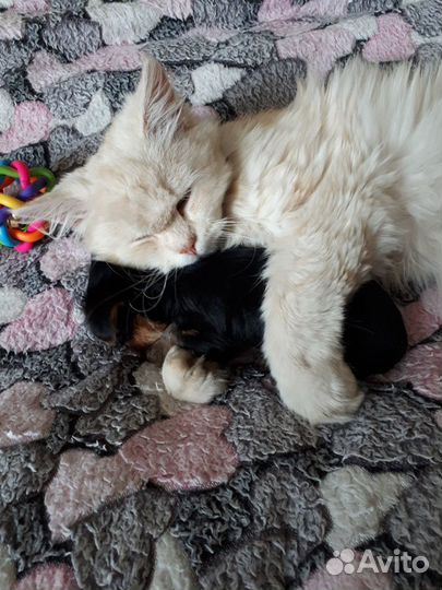 Щенки йорка мини