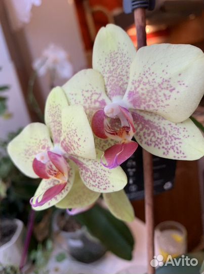 Орхидея фаленопсис. Лечебница