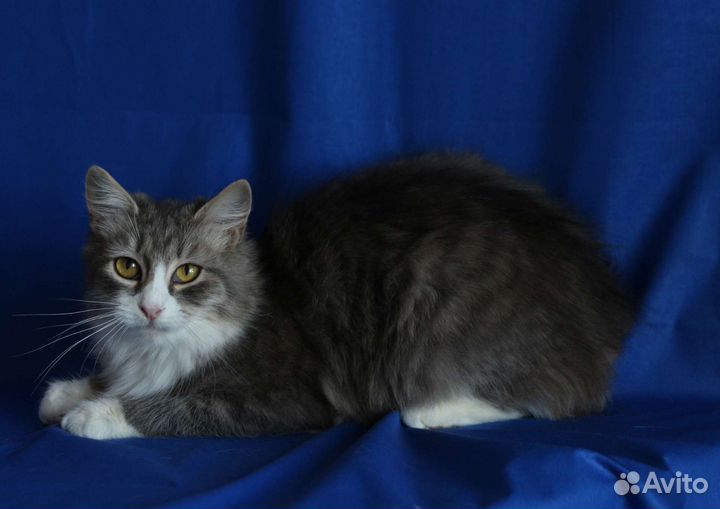 Кошечка Лиса пристраивается в добрые руки