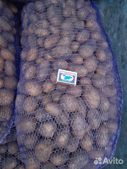 Семенной картофель