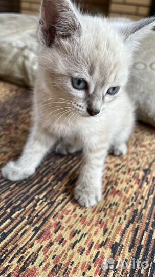 Котята в добрые руки бесплатно