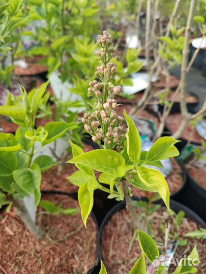 Сирень красавица Москвы