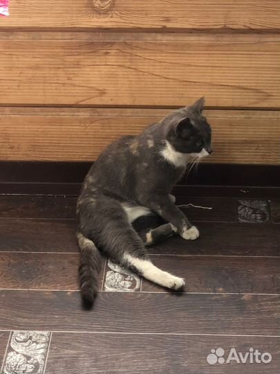 Кошечка в добрые руки