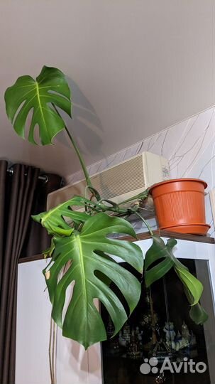 Растение Монстера с горшком