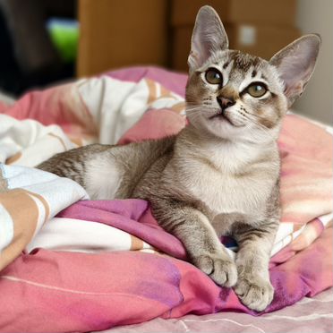 Тонкинский котёнок