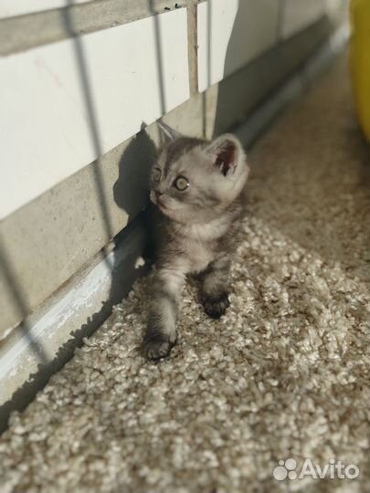 Шотландский котик