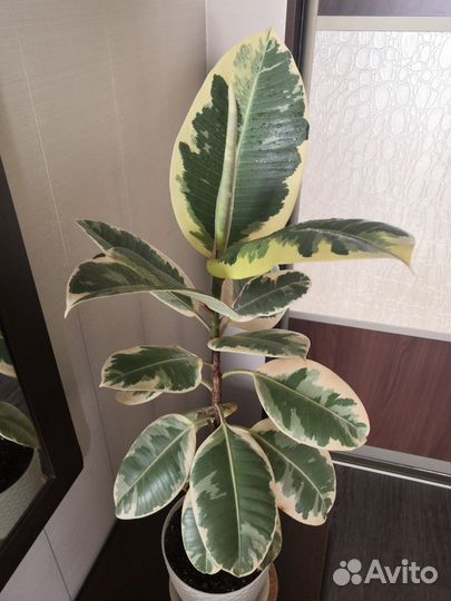 Фикусы, хлорофитумы, аглаонемы