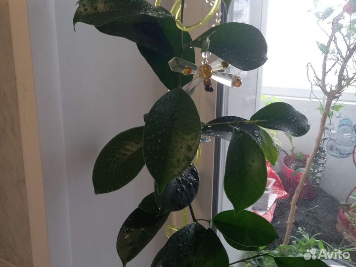 Фикус микрокарпа гинсенг