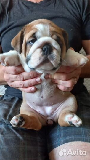 Английский бульдог девочка шоу формата