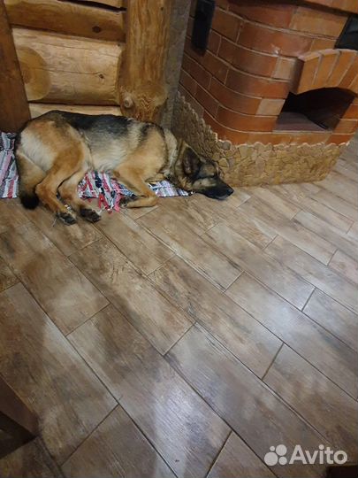 Немецкая овчарка в добрые руки