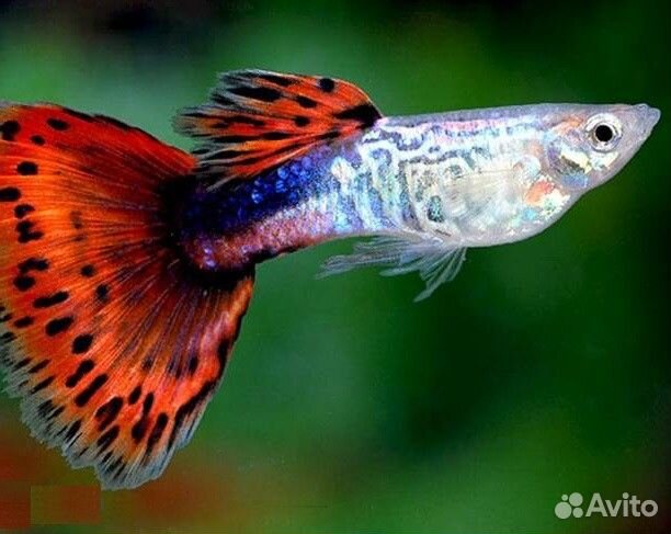 Аквариумные рыбки и креветки