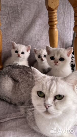 Шотландские котята чистокров. серебристая шиншилла
