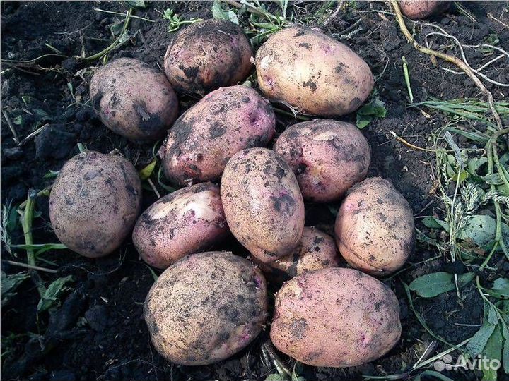 Ранняя картошка