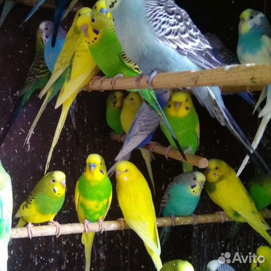 Молодеж волнистых попугаев и карелл опт