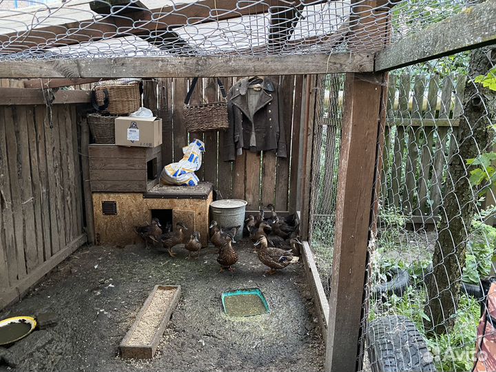 Подсадные утки