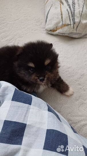 Щенки шпица