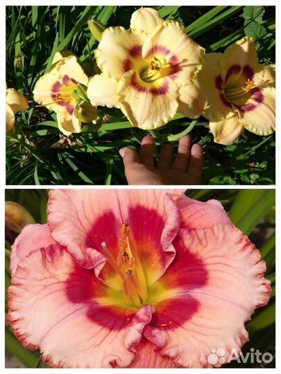 Цветы садовые многолетники