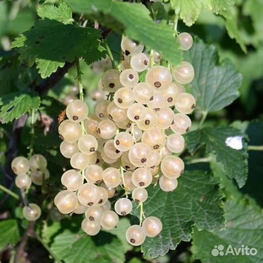 Белая смородина Версальская саженцы