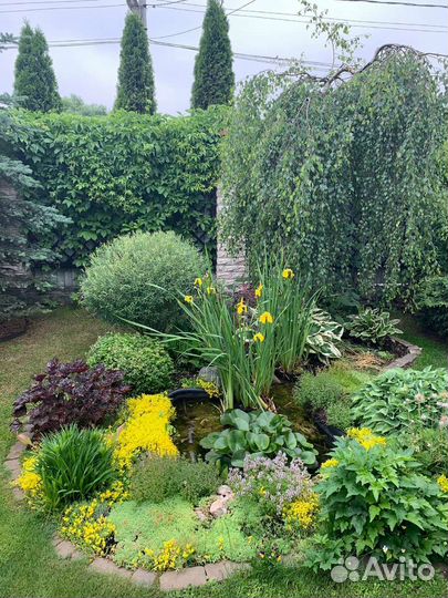 Ирис болотный