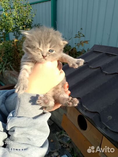 Котята 1 месяц
