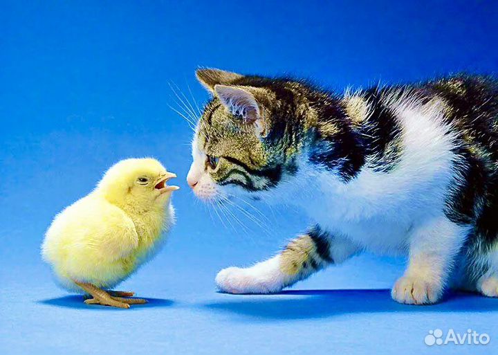 Цыплята суточные замороженные на корм