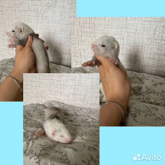 Хорьки экзоты