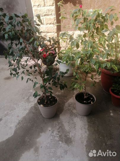 Фикус бенджамина