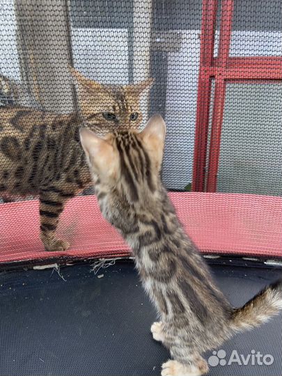 Бенгальские котята