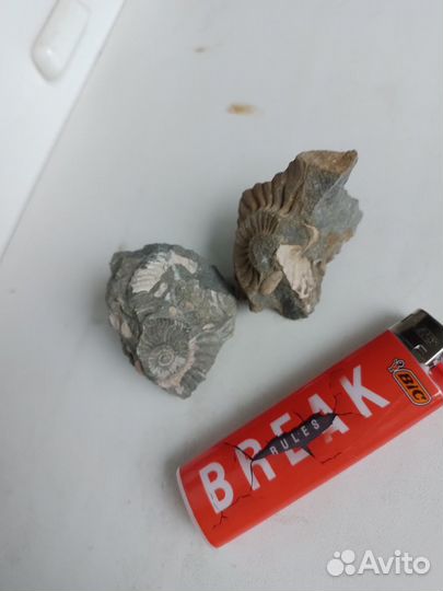 Окаменелости аммониты