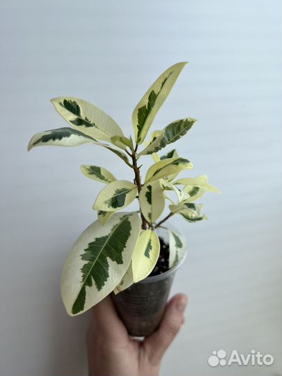 Фикус микрокарпа альбомаргината