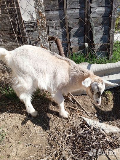 Продается козлёнок