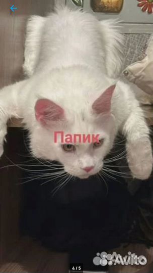 Котята мейн-кун