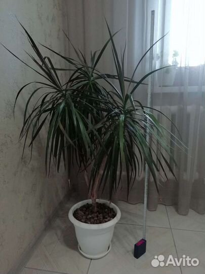 Пальма драцена