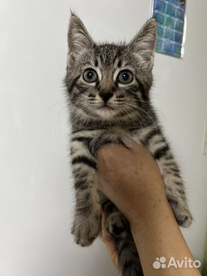 Котик в добрые руки