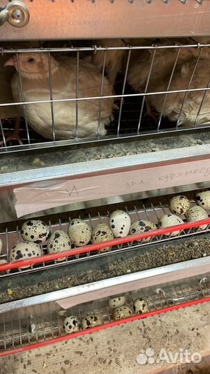 Инкубационное яйцо тех.перепела и породных кур